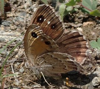 Beyaz Damarl Pirireis (Satyrus amasinus)