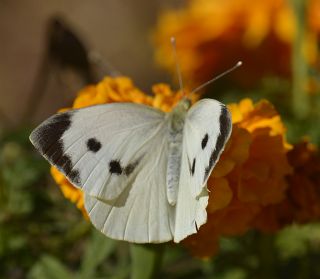 Byk Beyazmelek  (Pieris brassicae)