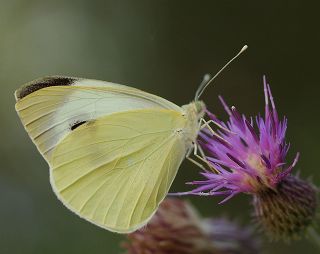 Byk Beyazmelek  (Pieris brassicae)