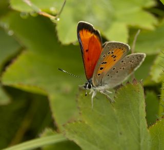 Da� Ate�i&nbsp;(Lycaena&nbsp;thetis)