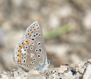 okgzl Eros (Polyommatus eros)