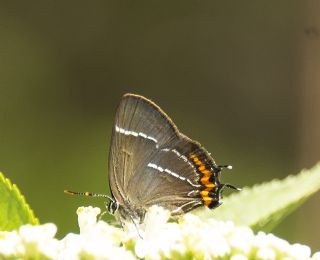 Karaaa Sevbenisi (Satyrium w-album)