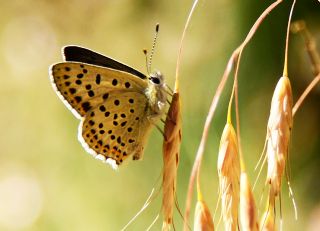 sli Bakr Gzeli (Lycaena tityrus)