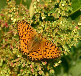 Gzel nci (Argynnis aglaja)