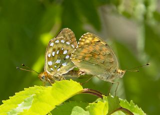 Gzel nci (Argynnis aglaja)