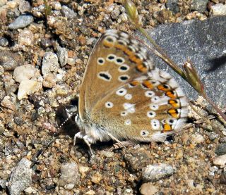 okgzl Anadolu Mavisi (Aricia crassipunctus)