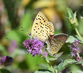 sli Bakr Gzeli (Lycaena tityrus)