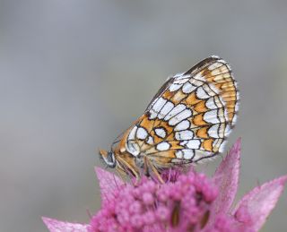 Amannisa (Melitaea athalia)