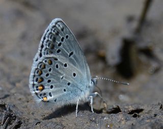 Anadolu Esmerg�z�&nbsp;(Plebejus&nbsp;modicus)
