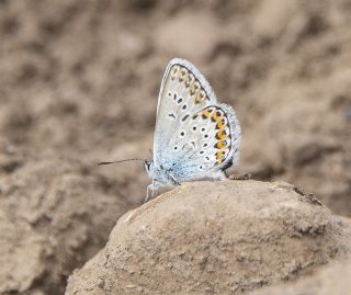 Gm Lekeli Esmergz (Plebejus argus)