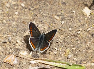 okgzl Esmer (Aricia agestis)