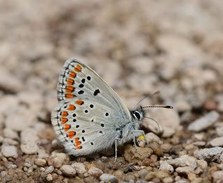 okgzl Esmer (Aricia agestis)