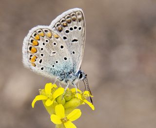 okgzl Mavi (Polyommatus icarus)