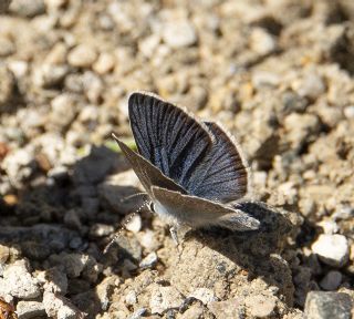 okgzl Gzel Mavi (Polyommatus bellis)