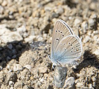 okgzl Gzel Mavi (Polyommatus bellis)