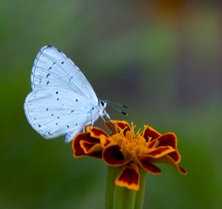 Kutsal Mavi (Celastrina argiolus)