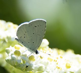 Kutsal Mavi (Celastrina argiolus)