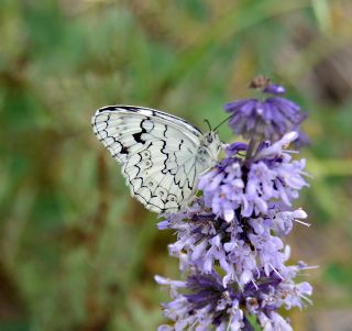 Anadolu Melikesi (Melanargia larissa)