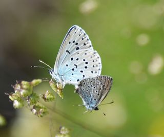 Byk Korubeni (Phengaris arion)