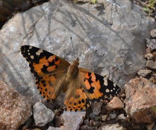 Diken Kelebei (Vanessa cardui)