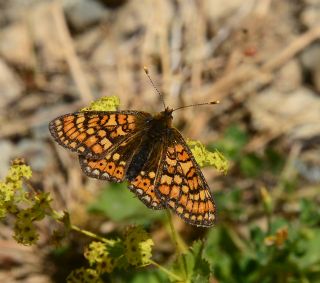 Nazuum (Euphydryas aurinia)