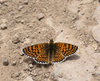 parhan (Melitaea cinxia)