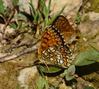 Amannisa (Melitaea athalia)