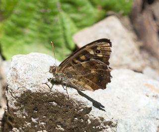 Karanlk Orman Esmeri (Pararge aegeria)