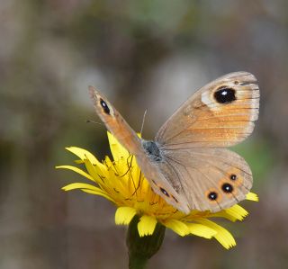 Esmerboncuk (Lasiommata maera)