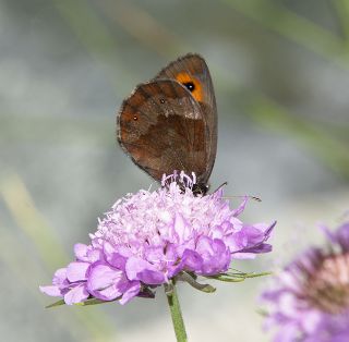 sko Gzelesmeri (Erebia aethiops)