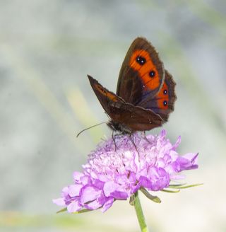 sko Gzelesmeri (Erebia aethiops)