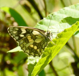 Orman Melikesi (Melanargia galathea)