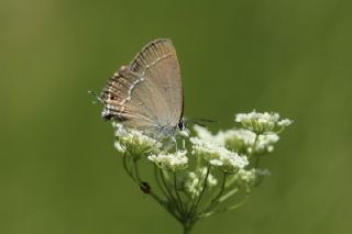 ranl Sevbeni (Satyrium marcidum)