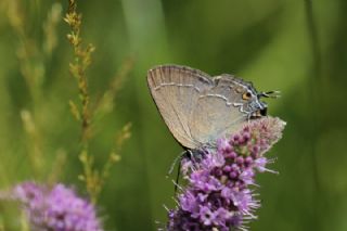 Gzel Sevbeni (Satyrium spini)