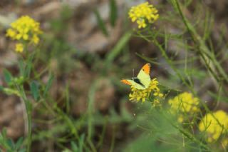 Ssl Damone (Anthocharis damone)