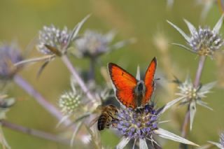 Ate Bakr Gzeli (Lycaena candens)