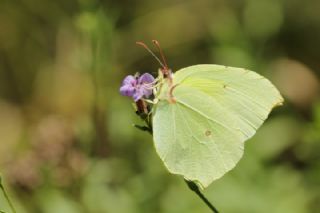 Orakkanat (Gonepteryx rhamni)