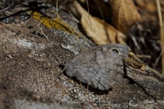 Aa Karamelei (Hipparchia statilinus)