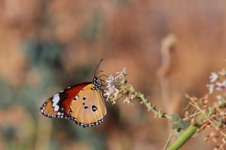 Sultan (Danaus chrysippus)