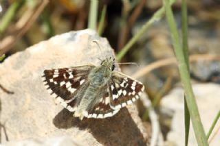 Gzel Zpzp (Pyrgus cinarae)