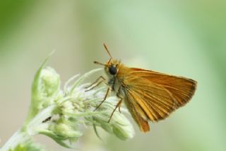 Yeni Zpzp (Thymelicus novus)