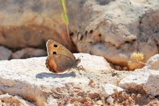 Osmanl Yalanccads (Pseudochazara mamurra)