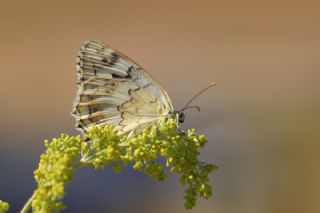 l Melikesi (Melanargia grumi)