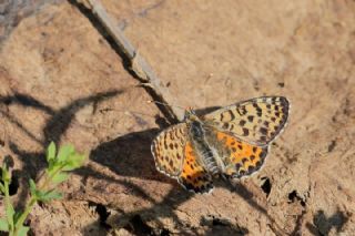 Kafkasyal parhan (Melitaea interrupta)