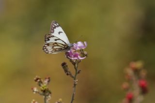 Beyaz nc (Belenois aurota)