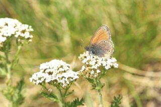 Rus Zpzp Perisi (Coenonympha leander)