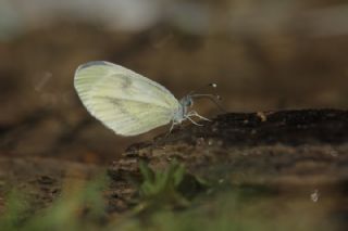 Narin Orman Beyaz (Leptidea sinapis)