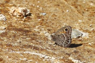 ran Pirireisi (Satyrus iranicus)