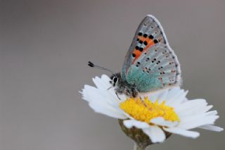 Anadolu Gelincii (Tomares nogelii)