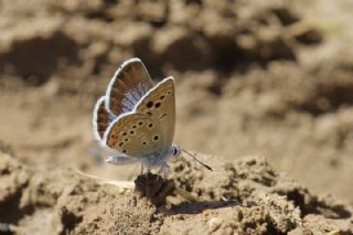Yunan Turan Mavisi (Turanana taygetica)